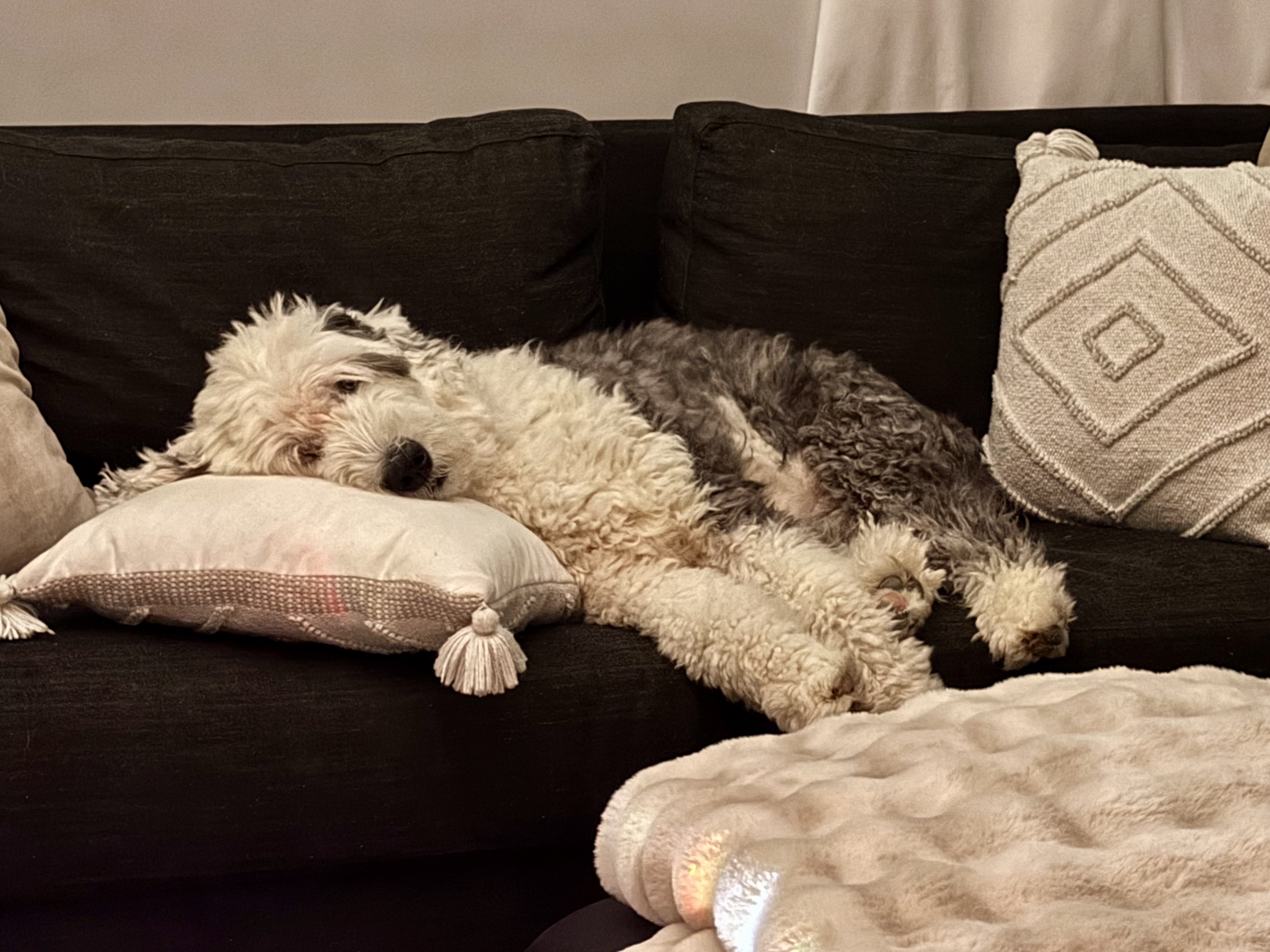 Walter resting comfortably on a couch
