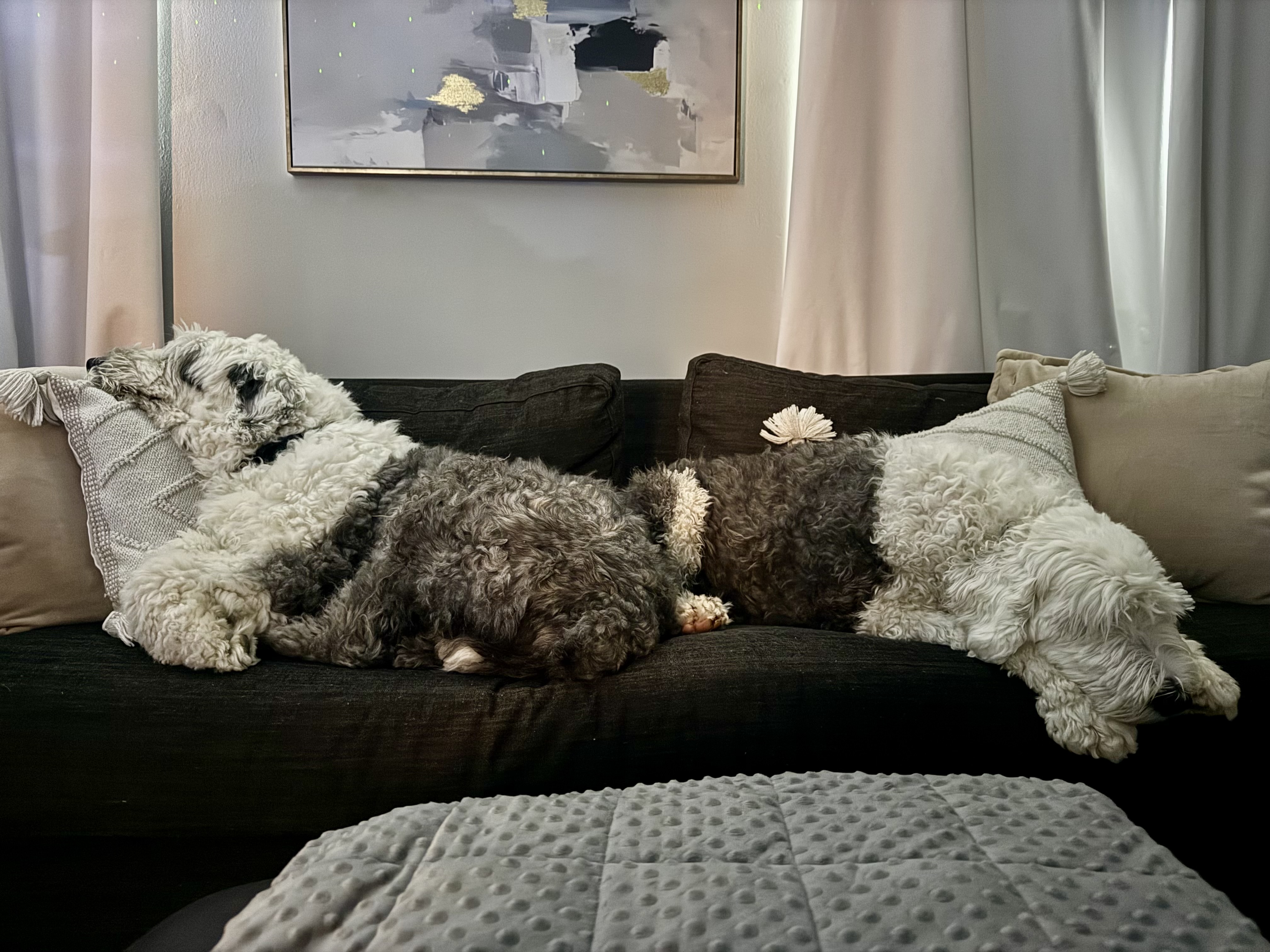 Walter and Wilma, Music City Ketamine's sheepdogs, resting together