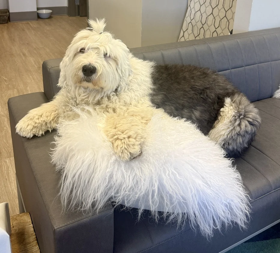 Wilma therapy dog greeting patients at Music City Ketamine Franklin Tennessee