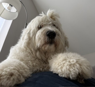 Wilma, Music City Ketamine therapy dog